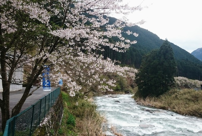 サクラ前線が越知川を北上…_d0265607_2135750.jpg