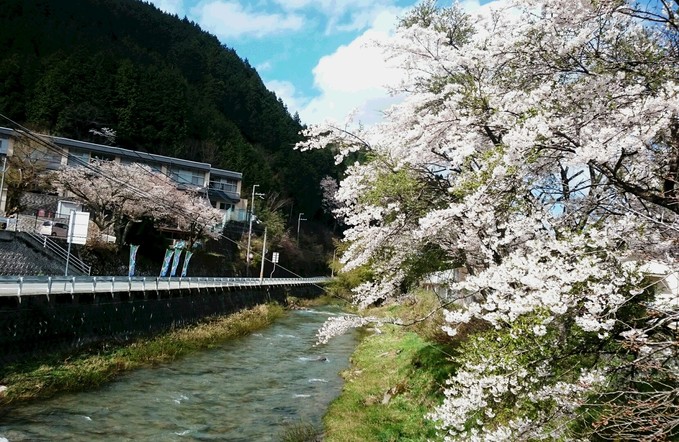 サクラ前線が越知川を北上…_d0265607_214055.jpg