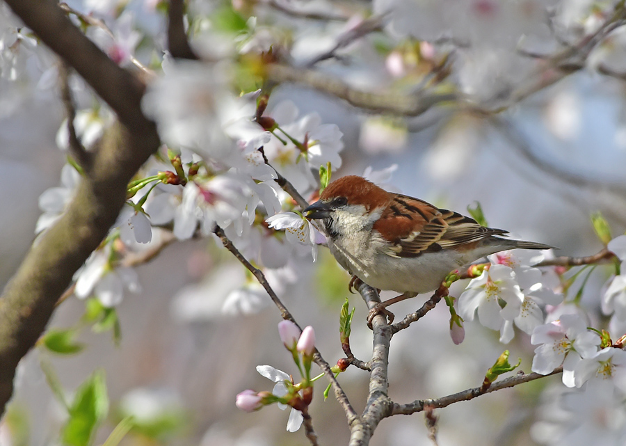 桜の蜜を吸うニュウナイスズメ！_e0366707_814388.jpg