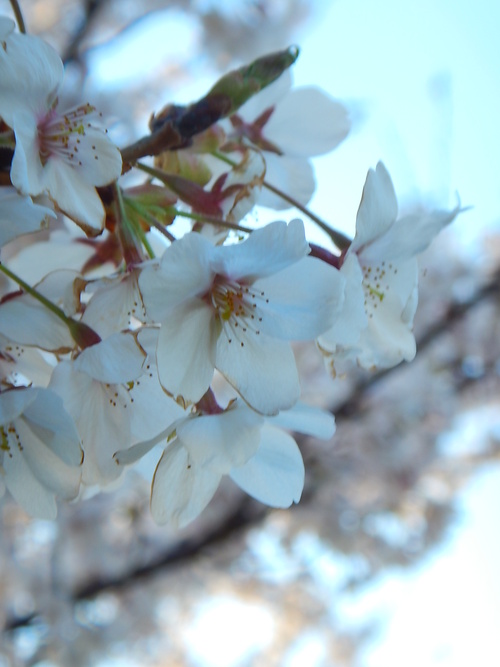 SAKURA..._e0243008_2237652.jpg