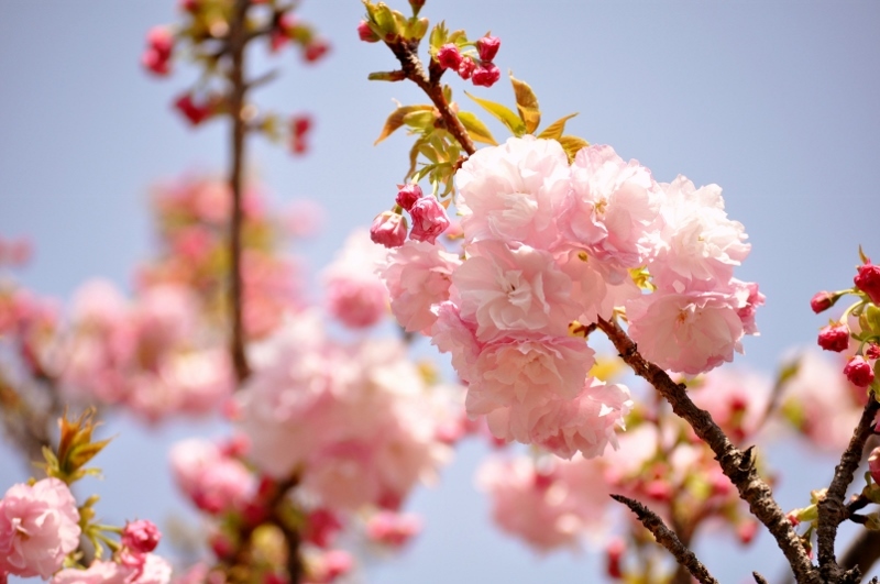 ２０１７年　造幣局の桜の通り抜け　②_b0180709_21585072.jpg