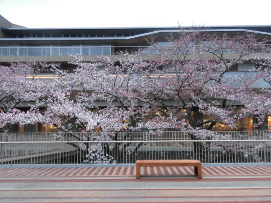 能代市役所新庁舎の桜♪～_b0035611_20504974.jpg