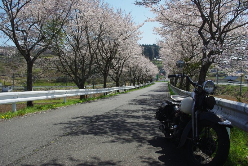 桜。もてぎ。ハチ。_d0178511_20193296.jpg