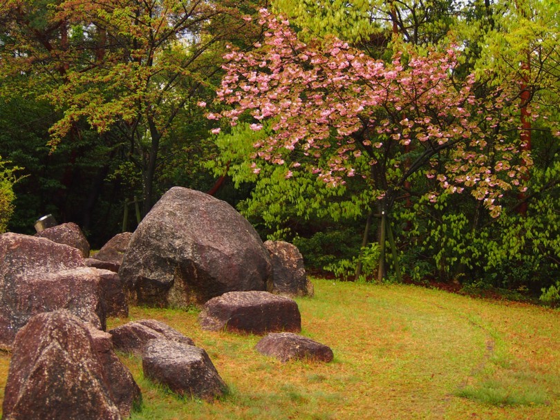 一夜にして、葉桜、花の絨毯　2017/04/18_d0048812_10343204.jpg