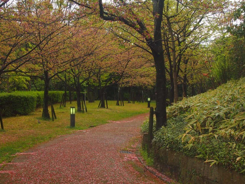 一夜にして、葉桜、花の絨毯　2017/04/18_d0048812_10345876.jpg