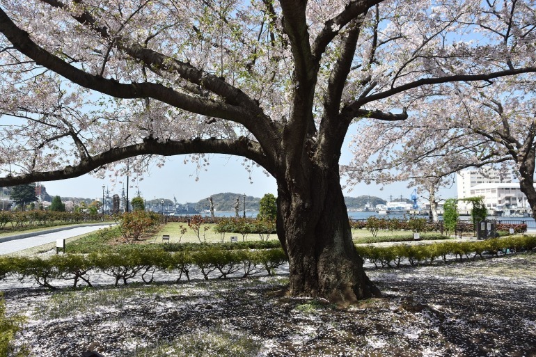 ヴェルニー公園の桜　9 最終回_d0065116_21584034.jpg