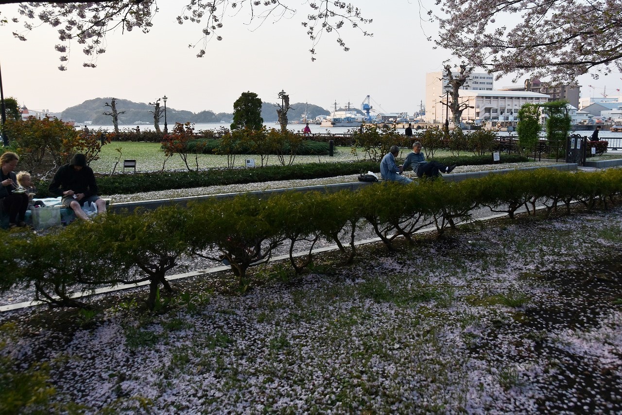 ヴェルニー公園の桜　9 最終回_d0065116_22025339.jpg