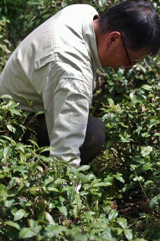 茶ＬＯＮ　（４２）_b0220318_10164341.jpg