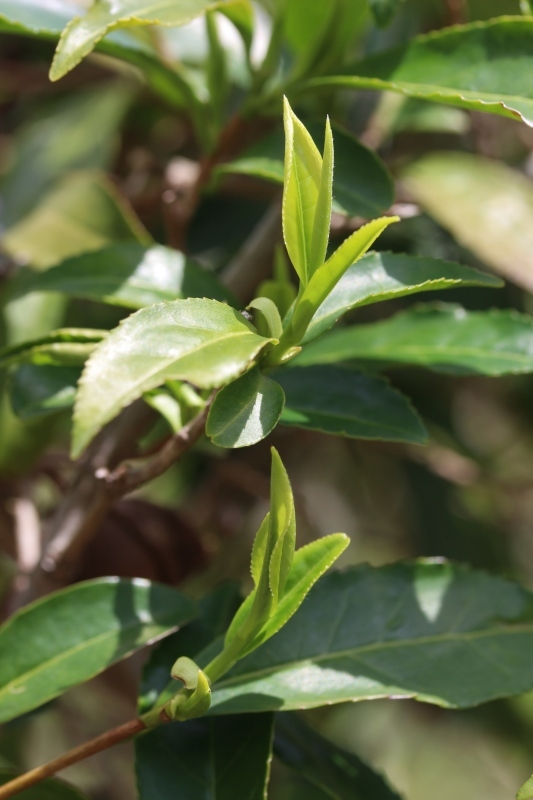 茶ＬＯＮ　（４２）_b0220318_10172639.jpg