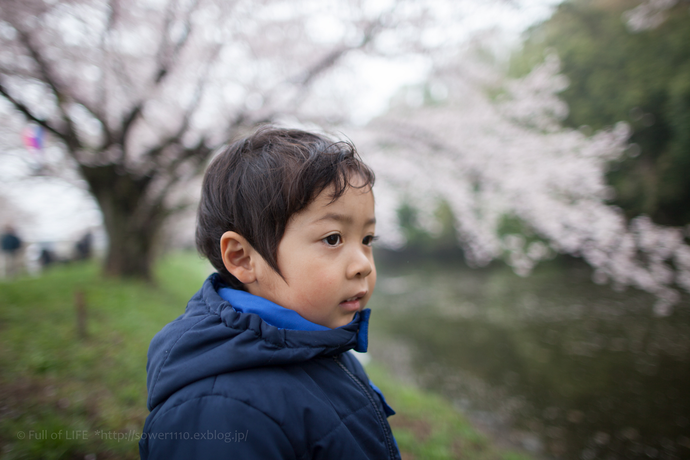 雨の中の福岡堰桜_c0369219_12361718.jpg