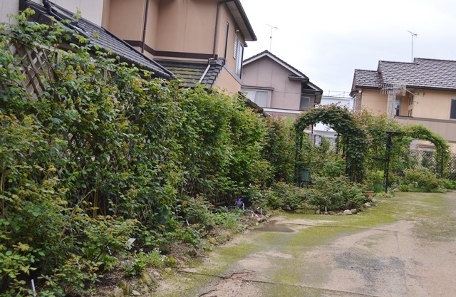 d0096422_8392667.jpg