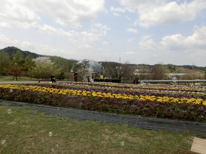 鳥取県立フラワ－パ－ク「とっとり花回廊」・・（2）_a0105023_16525323.jpg