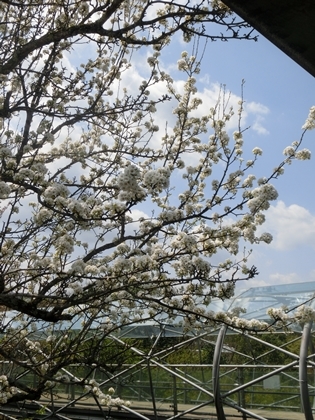 鳥取県立フラワ－パ－ク「とっとり花回廊」・・（2）_a0105023_16533338.jpg