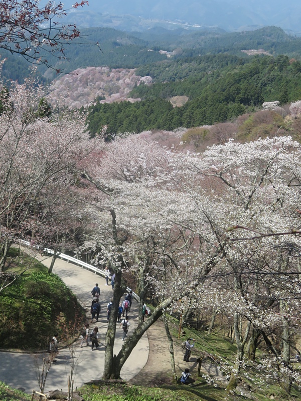  続・吉野桜の「一目千本」・・・その一_d0352628_16555824.jpg