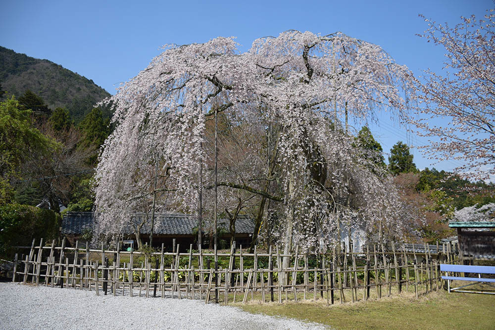 太平記を歩く。　その４３　「道誉桜（清瀧寺徳源院）」　滋賀県米原市_e0158128_20003463.jpg