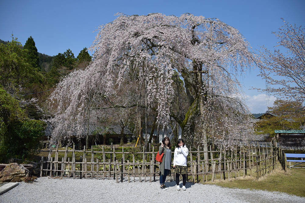 太平記を歩く。　その４３　「道誉桜（清瀧寺徳源院）」　滋賀県米原市_e0158128_20004097.jpg