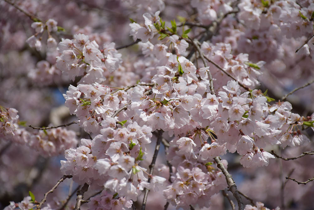 太平記を歩く。　その４３　「道誉桜（清瀧寺徳源院）」　滋賀県米原市_e0158128_20061280.jpg