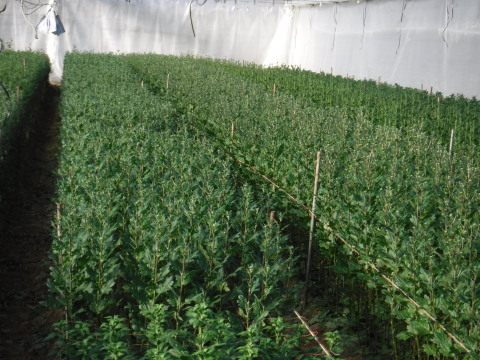 e0120932_00230293.jpg
