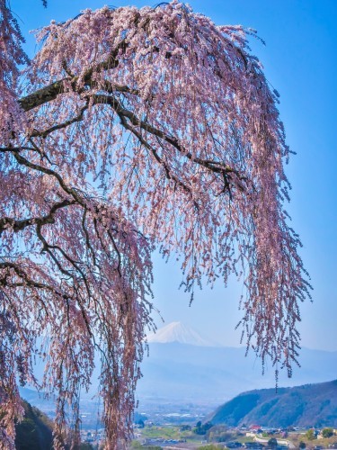 2017.4.16乙ヶ妻のしだれ桜(山梨市牧丘町)_e0321032_21581107.jpg