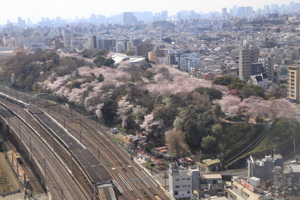 １７年桜紀行６．王子界隈北とぴあ・王子稲荷_f0229832_23115292.jpg