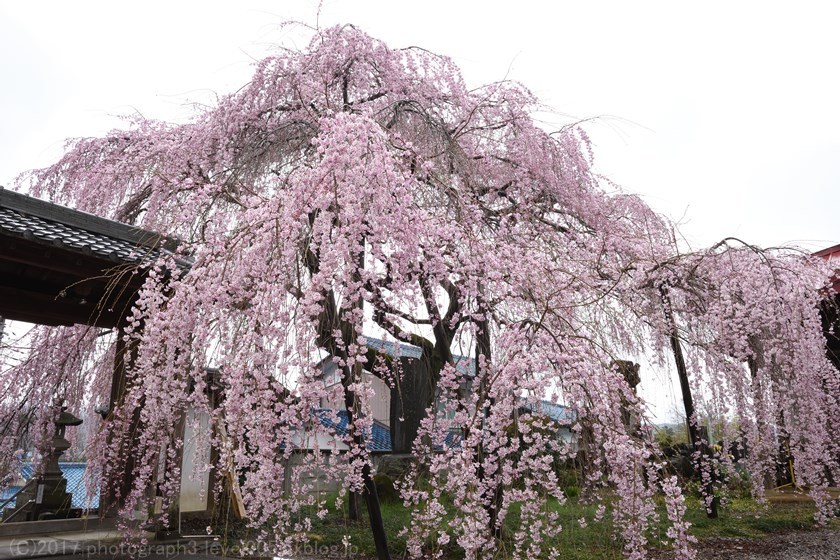 東昌寺 枝垂れ桜 1_e0362037_11114221.jpg