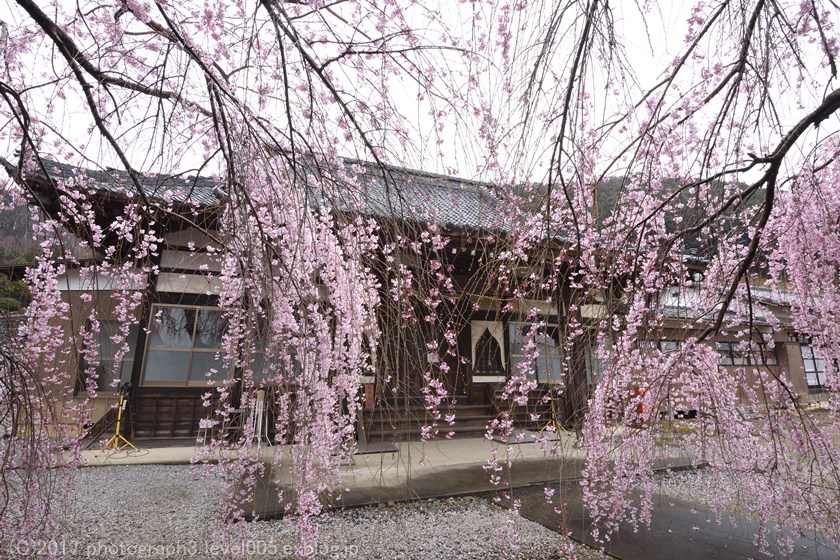 東昌寺 枝垂れ桜 1_e0362037_11114462.jpg