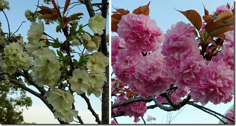 春から初夏への空気_b0036638_21162712.jpg