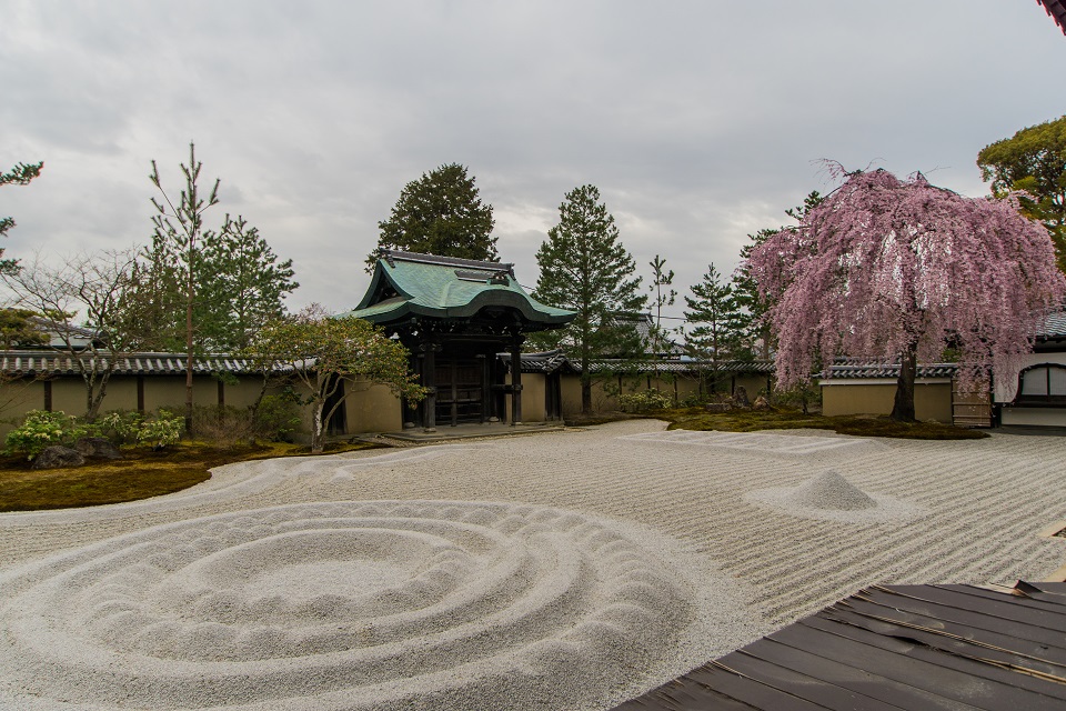 高台寺の桜_e0363038_8371421.jpg