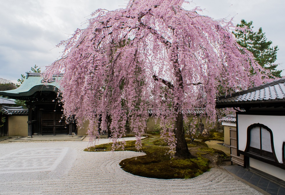 高台寺の桜_e0363038_8374961.jpg