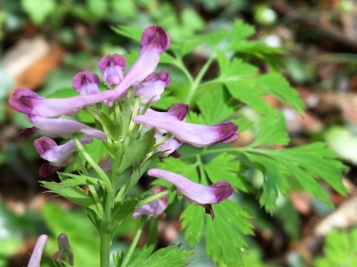 大草谷津田いきものの里…花の季節から虫の季節へ_b0330040_18280190.jpg