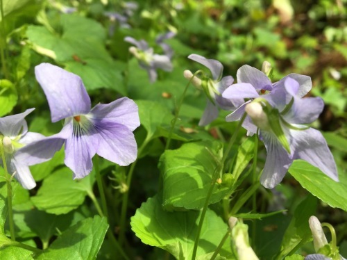 大草谷津田いきものの里…花の季節から虫の季節へ_b0330040_18332980.jpg