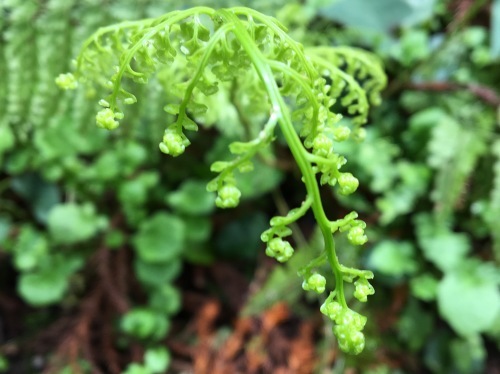 大草谷津田いきものの里…花の季節から虫の季節へ_b0330040_18342630.jpg