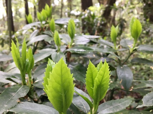 大草谷津田いきものの里…花の季節から虫の季節へ_b0330040_18371788.jpg