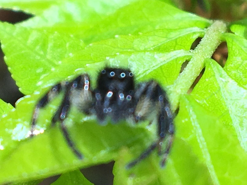 大草谷津田いきものの里…花の季節から虫の季節へ_b0330040_21013655.jpg