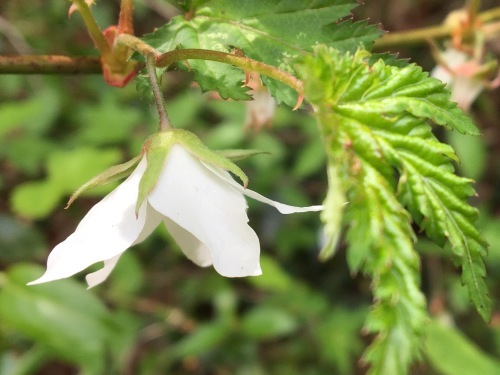 大草谷津田いきものの里…花の季節から虫の季節へ_b0330040_21311019.jpg