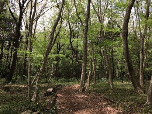 大草谷津田いきものの里…花の季節から虫の季節へ_b0330040_21382070.jpg