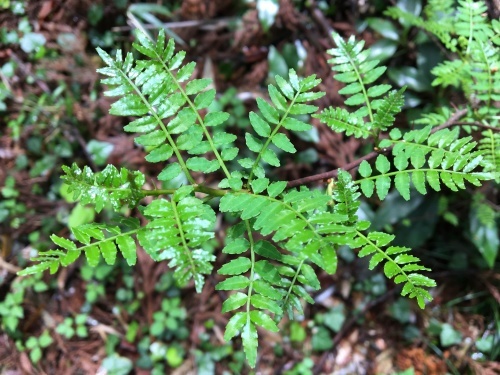 大草谷津田いきものの里…花の季節から虫の季節へ_b0330040_21451910.jpg