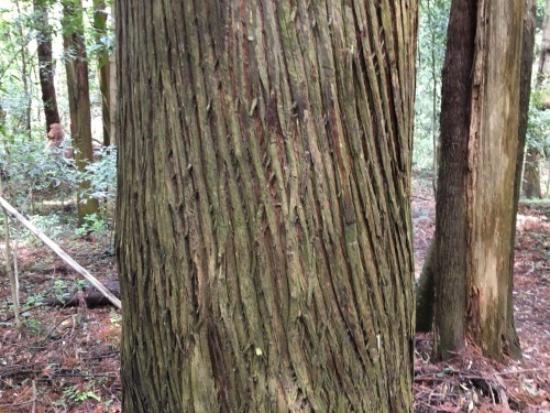 大草谷津田いきものの里…花の季節から虫の季節へ_b0330040_21502709.jpg