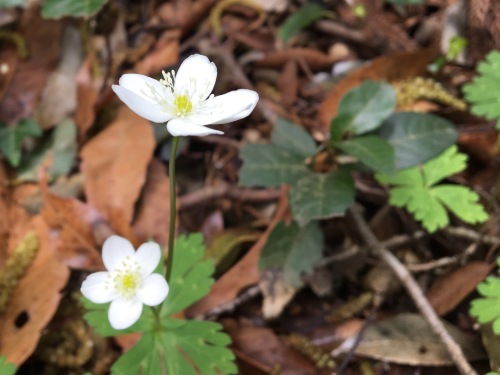 大草谷津田いきものの里…花の季節から虫の季節へ_b0330040_21520045.jpg