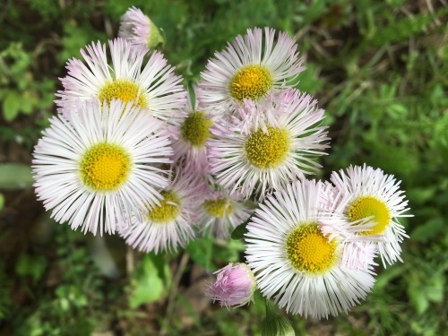 大草谷津田いきものの里…花の季節から虫の季節へ_b0330040_21523655.jpg