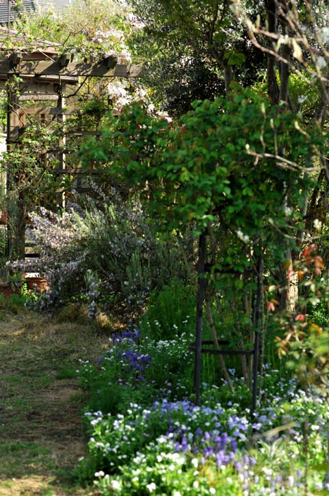 バラが咲く前の庭の花・その②・・・手を伸ばし始めた木々（４月１３日）_b0075541_20583862.jpg