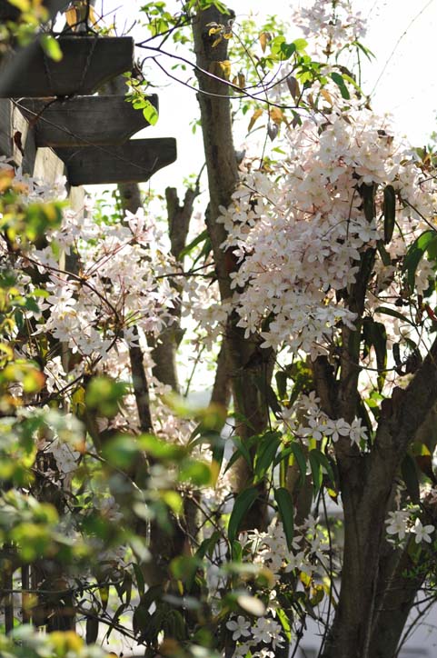 バラが咲く前の庭の花・その②・・・手を伸ばし始めた木々（４月１３日）_b0075541_2101578.jpg