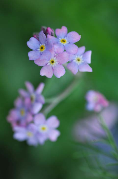 バラが咲く前の庭の花・その②・・・手を伸ばし始めた木々（４月１３日）_b0075541_212431.jpg