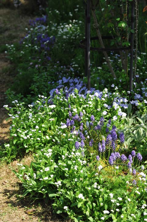 バラが咲く前の庭の花・その②・・・手を伸ばし始めた木々（４月１３日）_b0075541_21303577.jpg