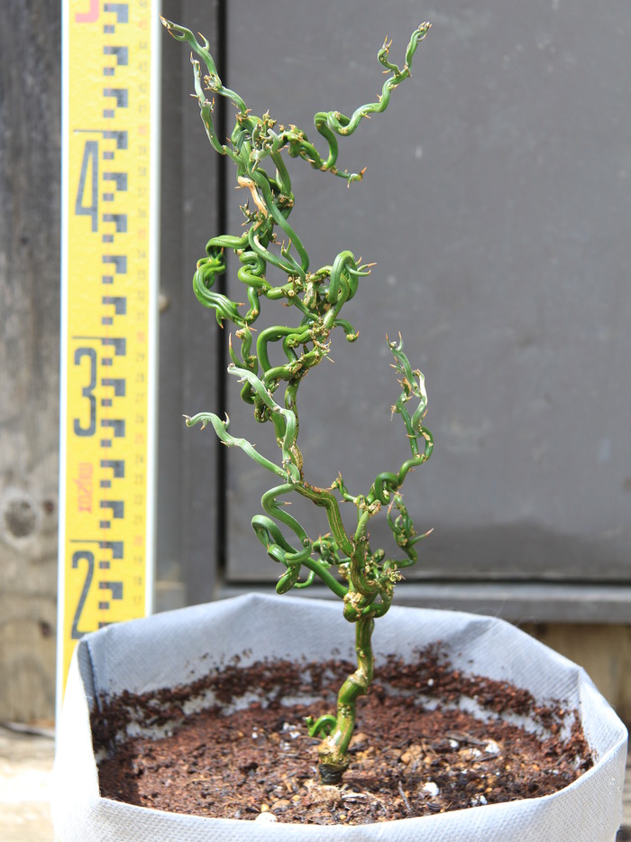 ウンリュウカラタチ 香の煙 雲竜枸橘 販売 画像 写真 価格 値段 庭木 安行 植木 主木 お問い合わせ商品_a0254743_12393958.jpg