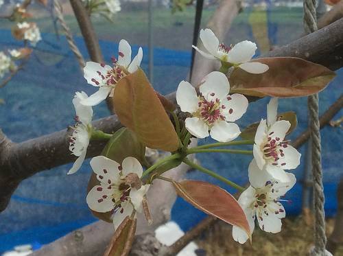 梨の親花 子花 4 18 果樹園 梨の親花 子花 4 18 果樹園