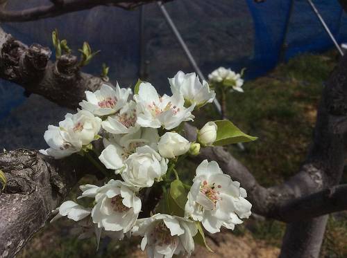 梨の親花 子花 4 18 果樹園 梨の親花 子花 4 18 果樹園