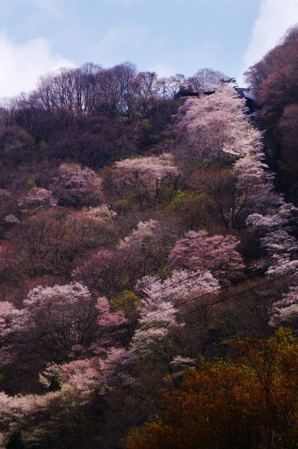 桜色ほんのり_e0039744_21251213.jpg