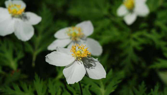 一輪草と二輪草そして山吹 Tom S Photo 一輪草と二輪草そして山吹 Tom S Photo