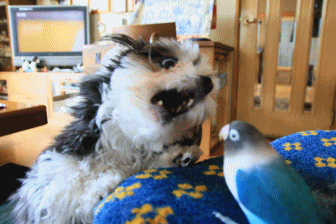 c0145250_09241110.gif